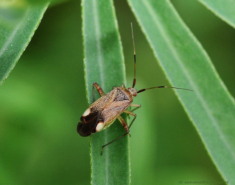 Closterotomus sp.